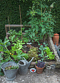 Kleiner Gemüsegarten mit Tomaten- und Zucchinipflanzen und Salat