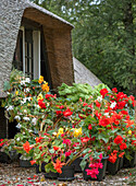 Flowering begonias (Begonia) in front of a thatched roof house in the summer garden