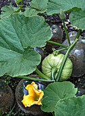 Kürbispflanze mit gelber Blüte und junger Frucht im Gartenbeet