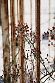 Rosehips on rusty metal rods in winter