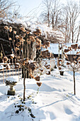 Verschneiter Garten mit verblühten Hortensienbüschen im Winter