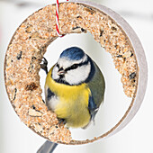 Blue tit at the feeder