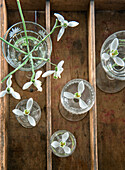 Snowdrops (Galanthus) in various glass containers on a wooden background