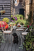 Dog sits between metal chairs on terrace