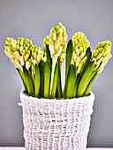 Hyacinths in a pot, just before flowering