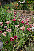 Rote und rosafarbene Mohnblumen (Papaver) im Garten vor Flechtzaun