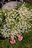 Zinkeimer mit frisch gepflückter Kamille (Matricaria chamomilla) im Garten