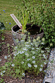 Bee-friendly flowers (Nigella damascena) and mini pond in wooden barrel