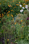 Green ornamental leek (Allium) in the blooming spring garden