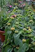 Phrygian mountain mint (Phlomis russeliana) with yellow flowers in the garden