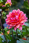 Dahlie (Dahlia) in voller Blüte im Sommergarten