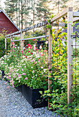 Flowering summer perennials on a wooden trellis in the garden