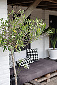 Olive tree with pallet sofa and cushions on patio in the background