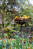 Autumnal decoration metal basket with leaves in the garden