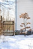 Winter garden with snow-covered tree and wooden fence