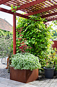 Red-painted pergola with vines