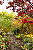 Herbstlicher Garten mit bunten Laubbäumen und Ziergräsern