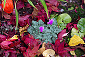 Cyclamen amidst colourful foliage