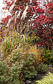 Bunter Herbstgarten mit Ziergräsern und rotem Ahorn-Laub