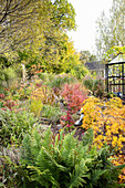 Herbstlicher Garten mit Farnen und buntem Ahorn-Laub neben Gewächshaus