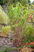 Ziergras im herbstlichen Garten neben Natursteinweg