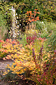 Bunter Herbstgarten mit Ziergräsern und Ahornbäumen