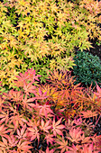 Bunter Ahorn (Acer) im herbstlichen Gartenbeet