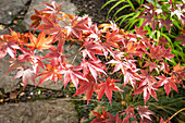 Japanischer Ahorn (Acer palmatum) mit roten Herbstblättern