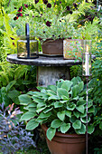 Round, rustic wooden table in the garden with hosta plant and lanterns