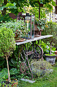 Decorative, old sewing machine table as a plant table in the garden