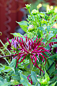 Dahlie (Dahlia) "Starlight" im Gartenbeet im Sommer