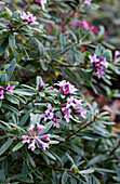 Seidelbast (Daphne) mit rosa Blüten im Garten