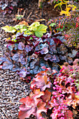 Bunte Heuchera-Pflanzen im herbstlichen Garten