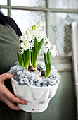 Hyacinths (Hyacinthus) in a white pot