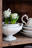 White hyacinths (Hyacinthus) in antique porcelain bowl on wooden shelf