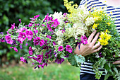 Frau hält selbstgepflückten Blumenstrauß mit Malve (Malva) und Mädesüß (Filipendula) im Garten