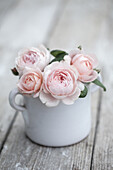 Rosa 'Queen of Sweden - English shrub rose