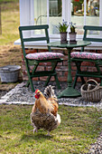 Huhn im Garten vor einer Terrasse mit grünem Tisch und Stühlen