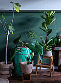 Various houseplants in baskets in front of a dark green wall in the living room