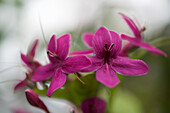 Purple Pseuderanthemum (Shooting Star) against a blurred background