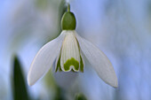 Close-up of a snowdrop flower bud against a blurred background