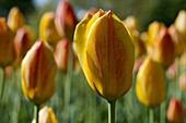 Pretty yellow-orange tulips in a tulip field