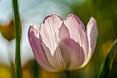 Durchsichtige rosa Tulpe, verschwommener Hintergrund