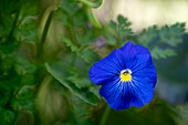 Blue morning glory on a green leaf background