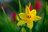 Yellow daylily with droplets on a sunny day