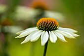 White echinacea or coneflower against a blurred background