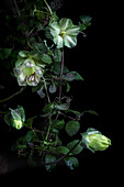 White-flowering bell vine (Cobaea scandens)