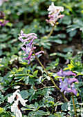 Corydalis in the spring garden