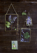 Dried flowers and leaves in hanging glass frames on a wooden wall