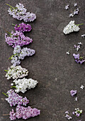 Picked lilac branches (Syringa) in various shades of purple on a stone slab